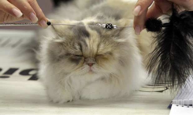 Animal shots of the week